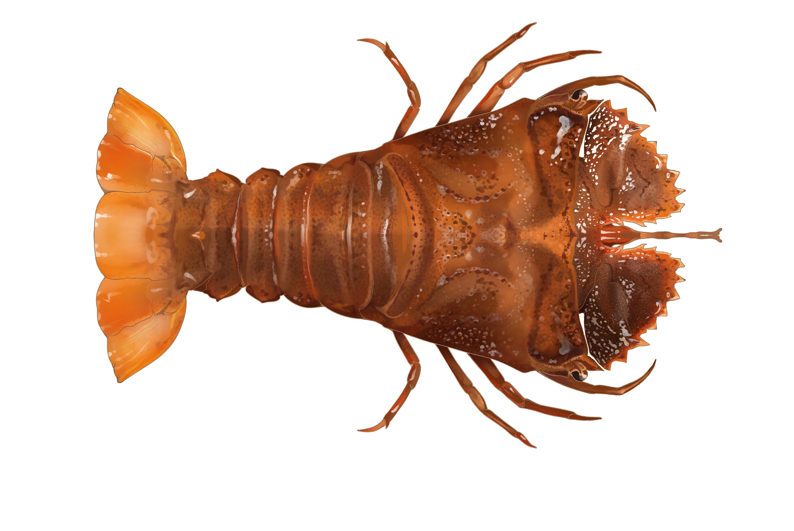 The Sculptured Slipper Lobster - Scuba Diver Life