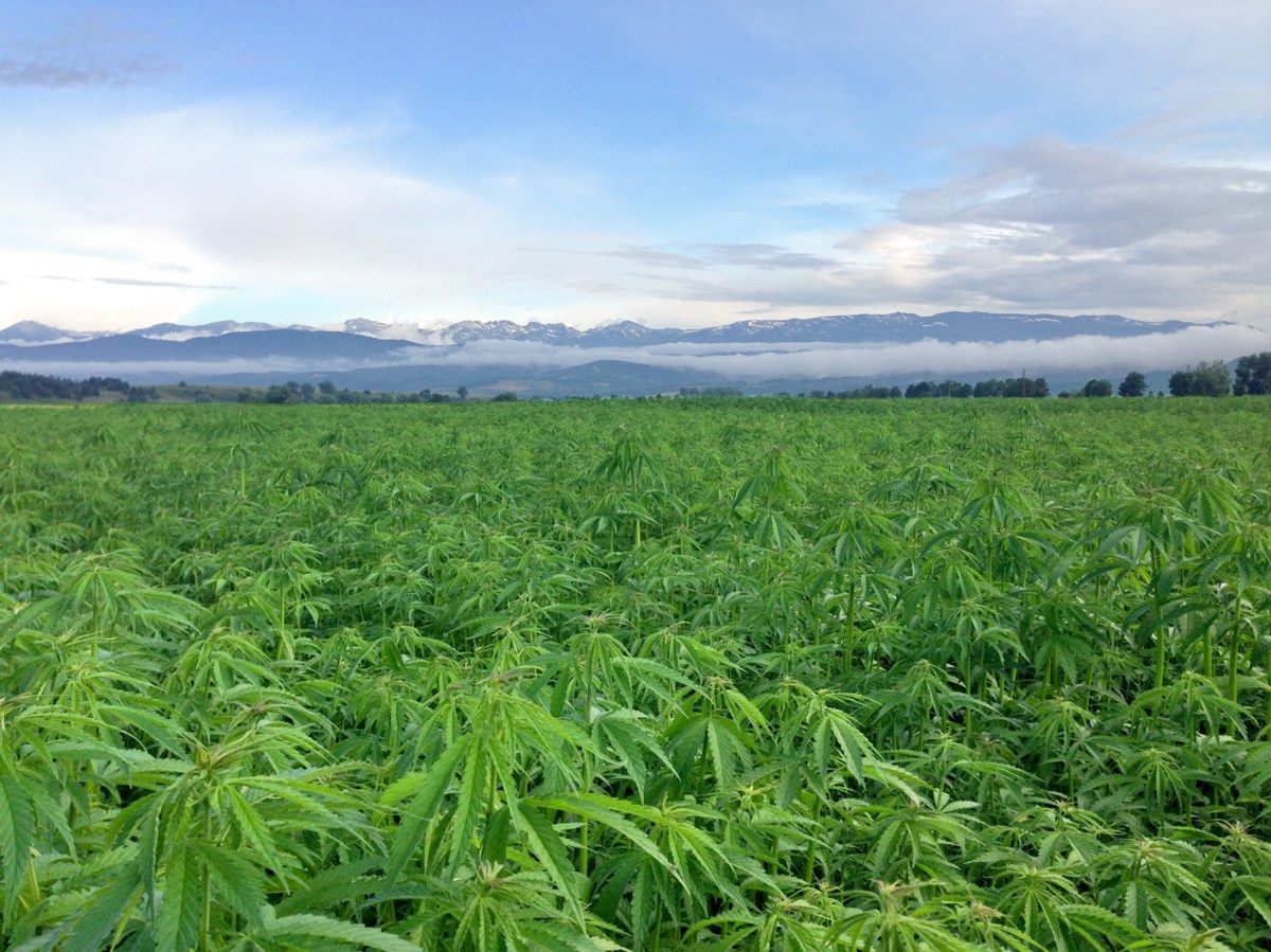 A field of hemp, which is about to become legal to sell as food.
